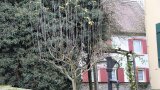 Wasserschosser am Baum
