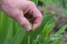 Hand bricht Samenstand der Tulpe weg
