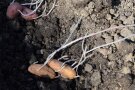 Sehr lange und dünne Kartoffelkeimen an Pflanzkartoffel im Beet