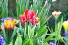 bunte Tulpen im Garten