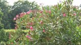 Oleander mit rosa Blüten