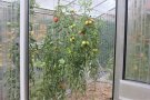 letzte großfruchtige Tomaten im Gewächshaus 