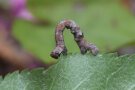 Braune Raupe