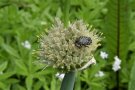 Trauerrosenkäfer an einer Blüte der Winterheckzwiebel
