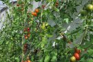 Tomatenpflanzen im Kliengewächshaus