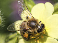 Eine Honigbiene sitzt auf einer Blüte und sammelt Pollen und Nektar.