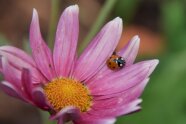 Ein Siebenpunkt-Marienkäfer sitzt auf einer rosa Blüte.