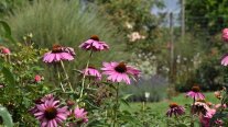 Gartentipp: Genieße den Tag in der Hängematte