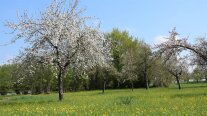 Streuobst auf starker Unterlage