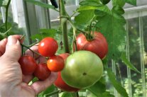Große und kleine Tomaten im Gewächshaus