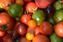 Unterschiedliche Tomaten