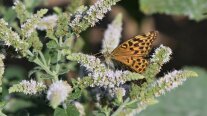 Blühende Minze mit Schmetterling