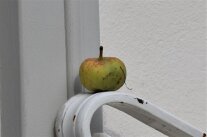 Apfel unbekannt