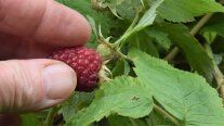 Himbeeren pflücken