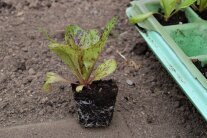 Kräftige Salatjungpflanze