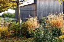 Gras im Herbst (Chinaschilf und Pfeifengras)
