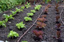 Salatpflanzung im September