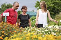 Ein Mann und zwei Frauen betrachten Pflanzkübel mit verschiedenen Sommerblumen 