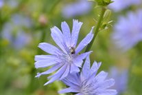 himmelblaue Blüte mit Wildbiene