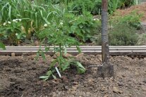 Tomaten pflanzen