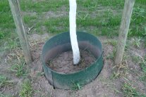 Baumpflanzung mit Gießring