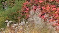 Naturnaher Garten im Herbst