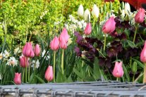 Frühling im Garten mit Tulpen