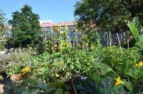 Schaugarten im Sommer