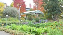 Herbstlicher Gemüsegarten