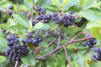 Aronia erntereif