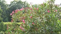 Oleander in Blüte