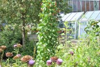 Mit Stangenbohnen den Gemüsegarten gestalten