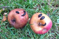 Nacktschnecken auf fauligen Äpfeln