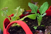 Salat und Kohlrabi im Sack