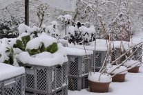 Kistengarten mit Schnee