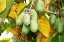 Kiwifrüchte der Sorte 'Super Jumbo'