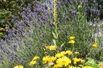 Sommer im Garten