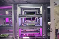 Vertikal Farming mit LED
