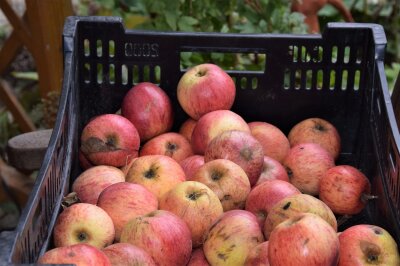 Äpfel lagern in einer schwarzen Kiste