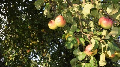 Rotbackige Äpfel hängen am Baum