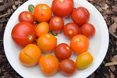 Aufgeplatzte Tomaten auf einem Teller