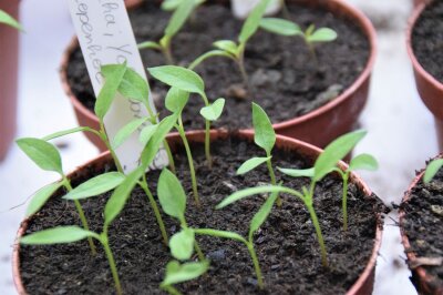 Mehrere kleine Paprikapflanzen in einem Topf