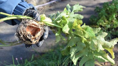 Hand hält durch Mäusefraß geschädigt Pastinake