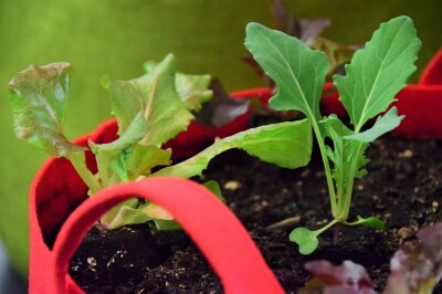 Salat- und Kohlrabijungpflanzen in rotem Sack gepflanzt