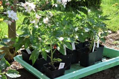 junge Tomatenpflanzen in eckigen schwarzen Töpfen