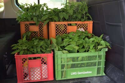 Tomaten- und Paprikajungpflanzen in Kisten stehen in einem Auto