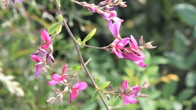 Pinkfarbene Blüten von Buschklee