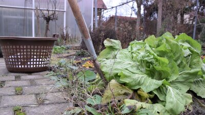 Erntekorb, Zuckerhut und Grabegabel im Beet