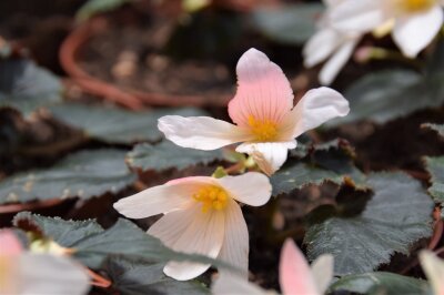 Hellrosa Begonienblüten über dunkelgrünen Blättern