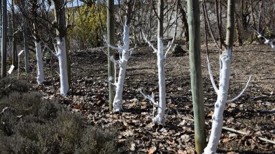 Bäume in Winter mit weißem Stamm